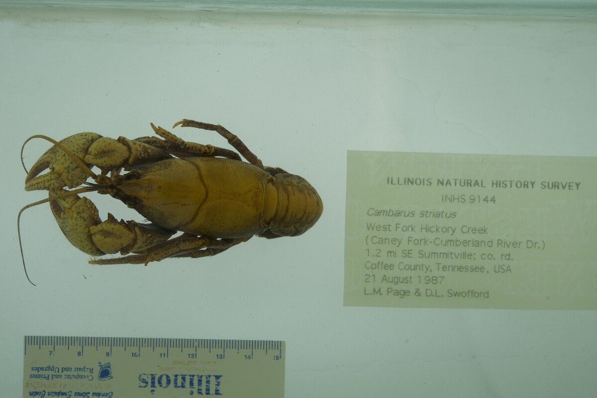 Cambarus striatus image